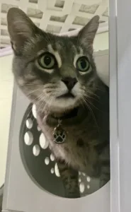 Periscope the cat